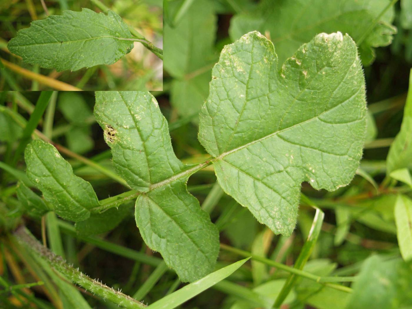 Radish, Wild leaf